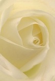 This lovingly detailed snapshot draws you into the very centre of a cream-white rose, evoking the sensation of standing amidst fresh blooms on a quiet Cheshunt morning. The petals are arranged in a perfect, spiraling dance, their feather-light edges glistening as though brushed by dawn's first dew along Rosedale or Theobalds Lane. Shadow and light entwine, adding quiet drama and depth to every fold of ivory and cream. The mood whispers peace-the kind that accompanies heartfelt gestures or the hush that follows a comforting word. For our Cheshunt community, this rose symbolises reverence and new beginnings: ideal for expressing sympathy, admiration, or love unspoken. The imagined scent lingers-gentle, pure, filling a home with the subtle promise found in every bouquet delivered from local floral shops. This image is more than a flower; it is a tribute to the artful care and emotion invested into every arrangement created for Cheshunt's cherished moments.